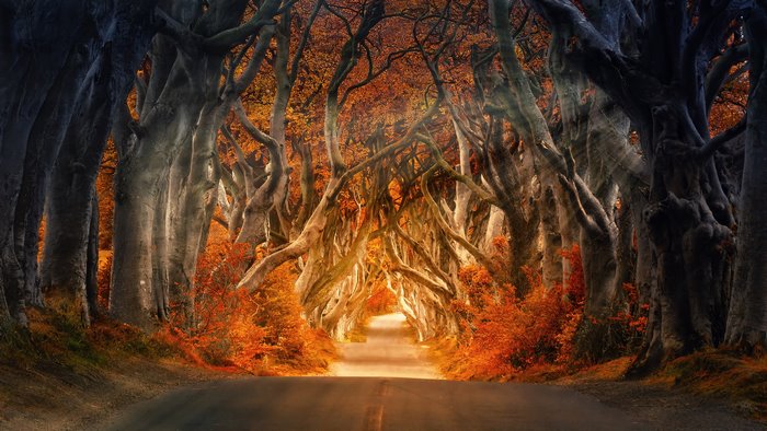 Autumn road through a tunnel of trees
