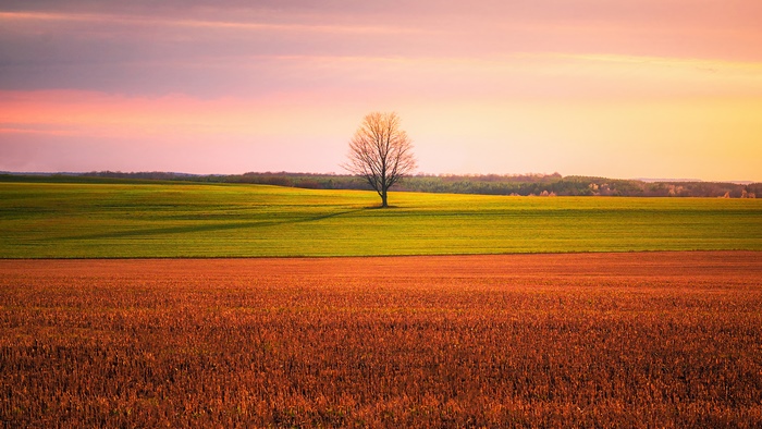 Lone tree in a field at sunset, 4K