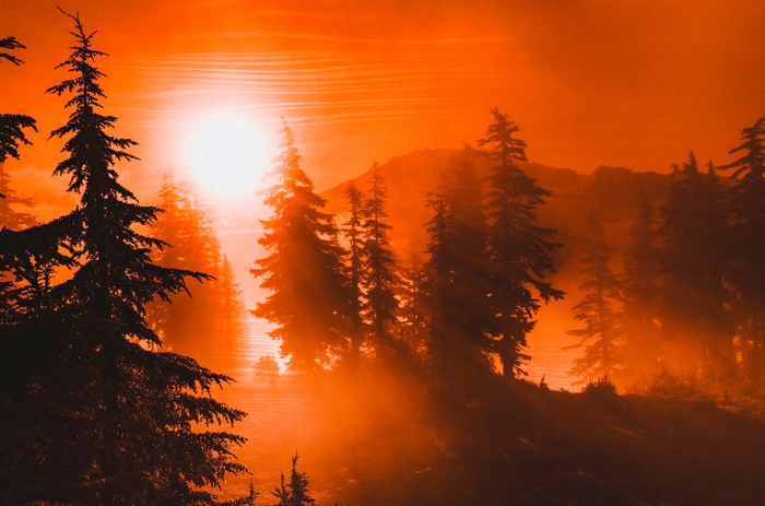 Sunrise over a misty forest with pine trees