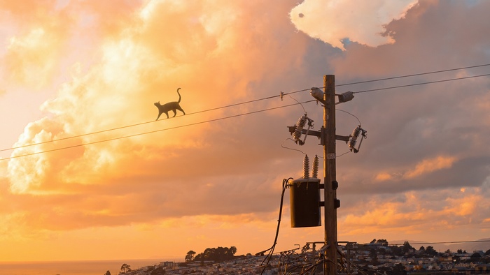 Cat walking on power line at sunset