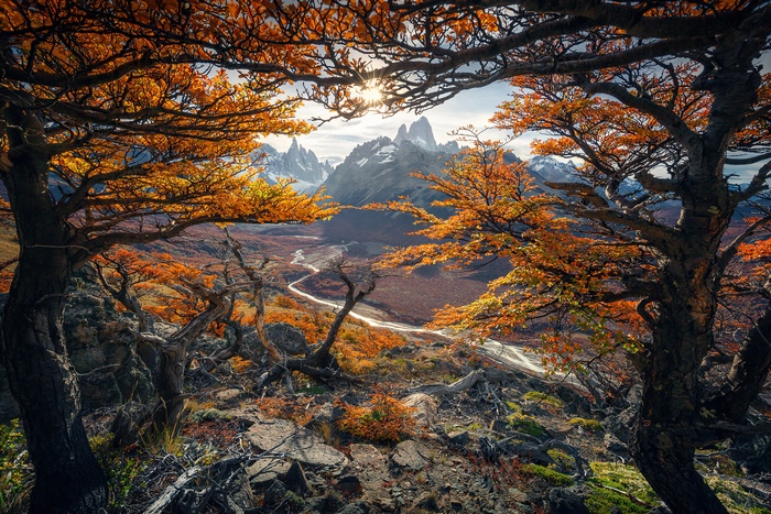 Autumn trees frame Fitz Roy mountains in Patagonia