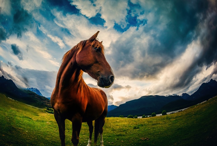 Brown horse in a grassy field with mountains and stormy sky
