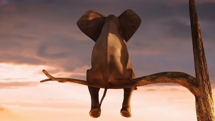Elephant sitting on a tree branch at sunset