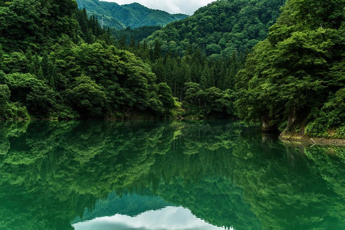 Green forest reflected in a lake