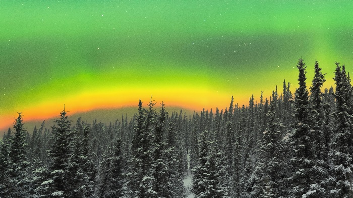 Aurora Borealis over a snowy forest