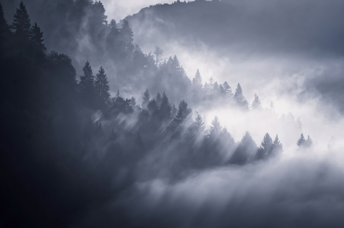 Misty forest with sunbeams