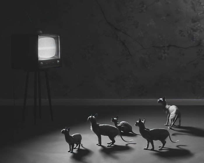 Sphynx cats watching a vintage television