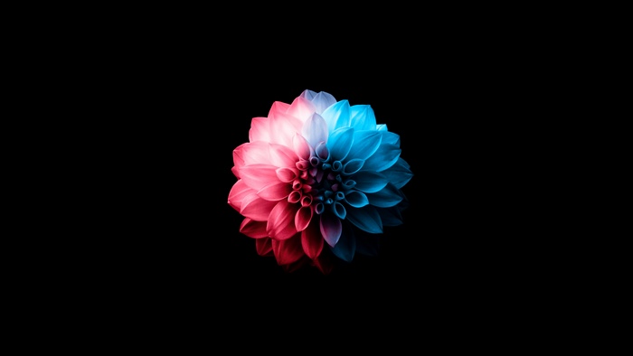 Dahlia flower split in pink and blue