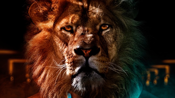 Lion portrait with dramatic lighting