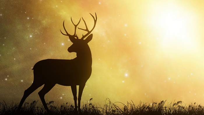 Silhouette of a deer against a starry, glowing sky