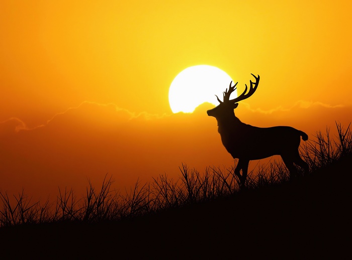 Silhouette of a deer against a sunset