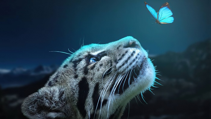 Leopard looking at a blue butterfly at night