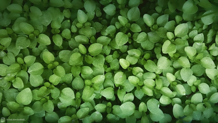 Close-up of lush green leaves