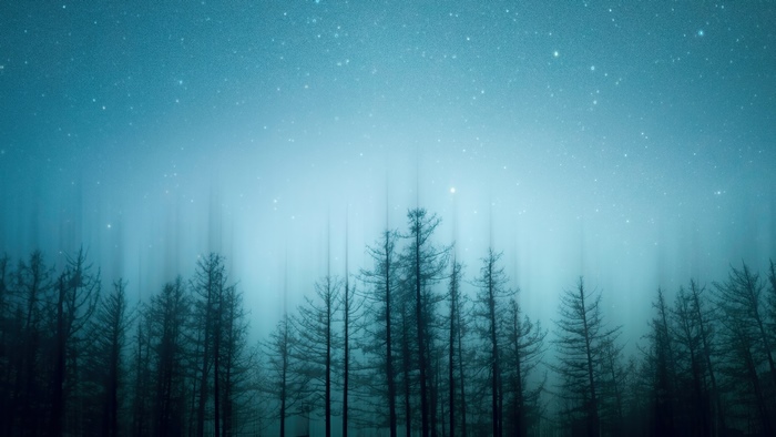 Dark Forest Under a Starry Sky 4K