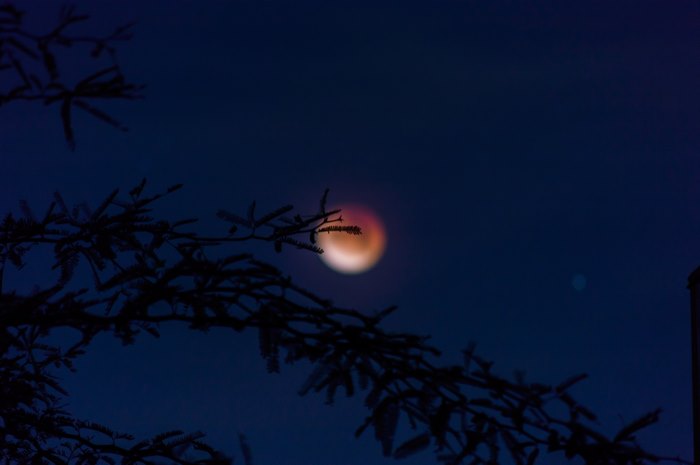 Blood Moon Eclipse Over Silhouetted Branches
