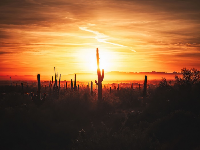 Desert sunset with saguaro cacti