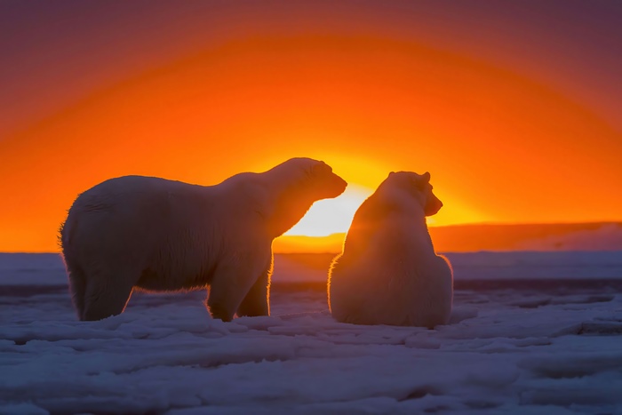 Two polar bears silhouetted against a sunset