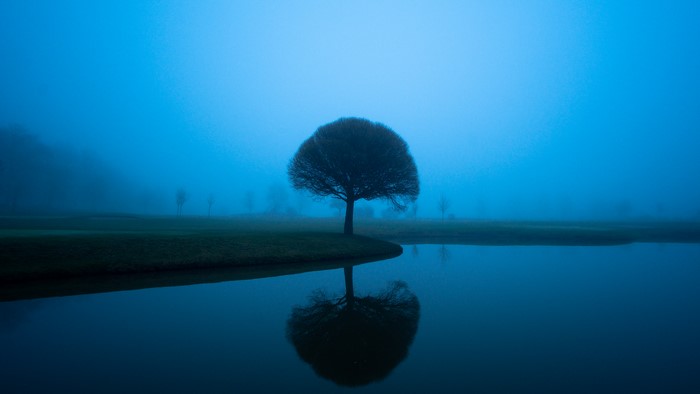 Tree reflected in water on a foggy day