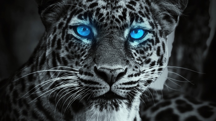 Close-up of a leopard with glowing blue eyes