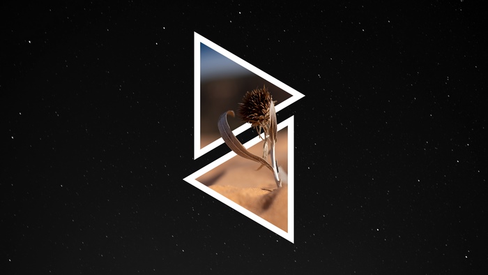 Minimalist dry flower in geometric frame against starry sky