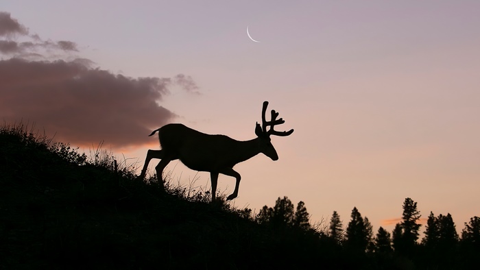 Silhouette of a deer at sunset with crescent moon