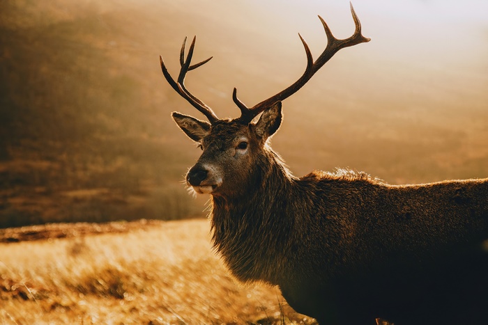 Majestic Deer in Natural Setting