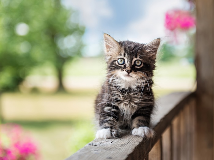 Cute tabby kitten sitting on a wooden railing
