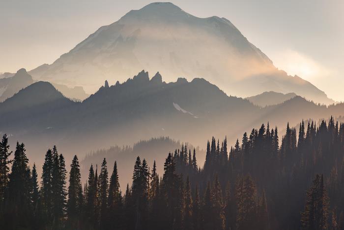 Misty mountains with sunbeams and pine forest