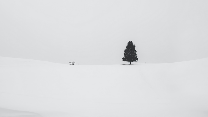Lone tree in a snowy landscape