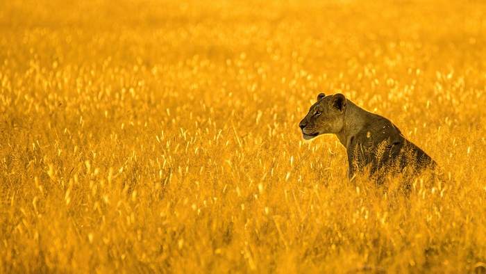 Lioness in golden field 4K