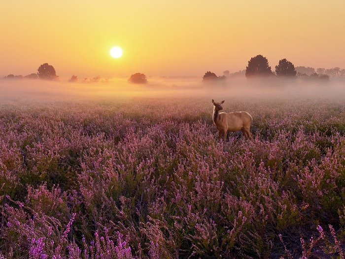 Deer in a field of heather at sunrise