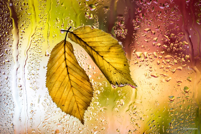 Autumn leaves on a wet window