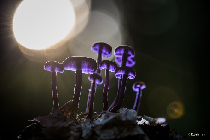 Purple mushrooms backlit by sunlight