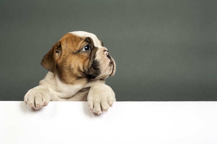 Bulldog puppy on a white surface