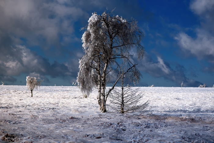 Trees covered in ice and snow under a cloudy blue sky