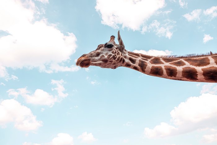 Giraffe head and neck against a blue sky with clouds