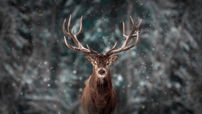 Majestic Stag in Snowy Forest 4K