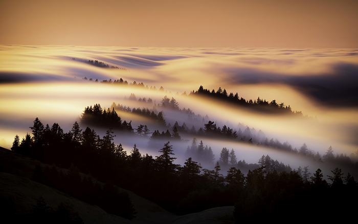 Misty forest landscape at sunrise 4K