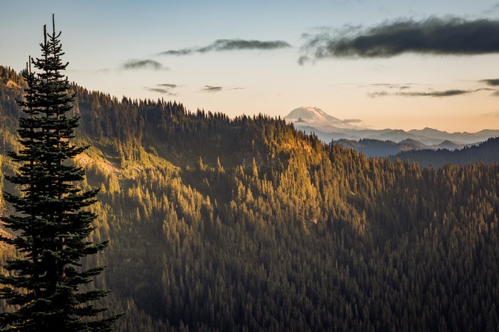 Mountain range with pine forest and distant snow-capped peak