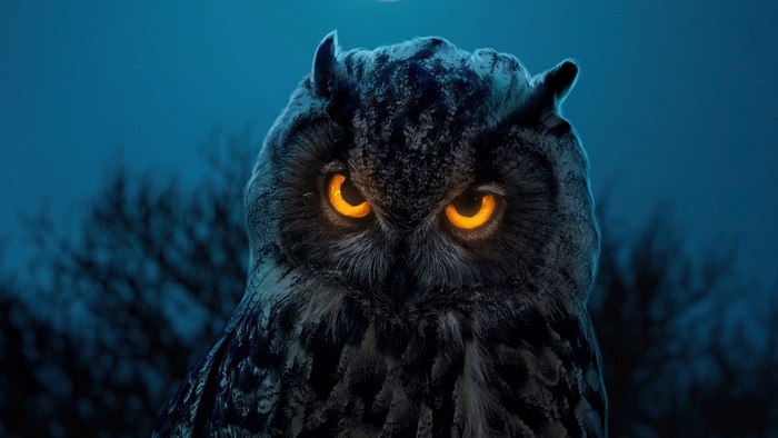 Close-up of an owl with glowing orange eyes
