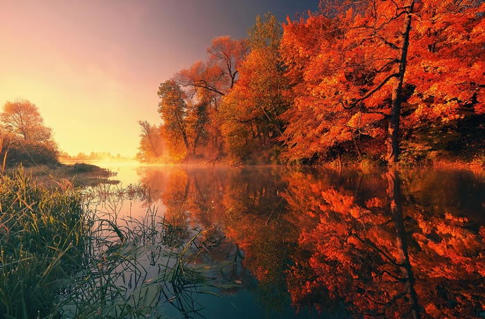 Autumn trees reflecting in a misty lake at sunrise