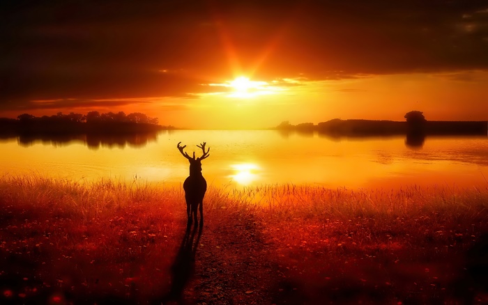 Deer silhouetted against a vibrant sunset over a lake