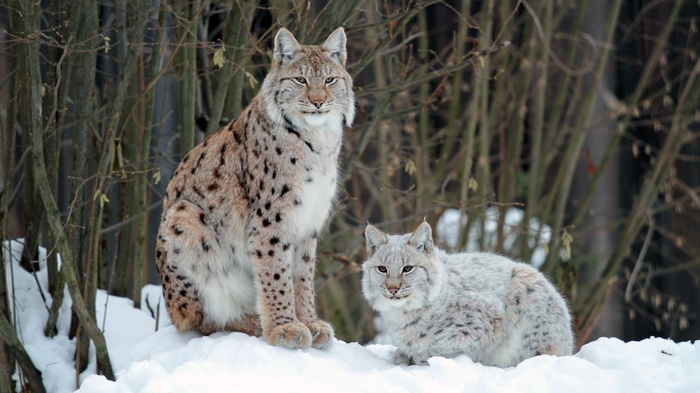 Two lynx cats sitting in the snow