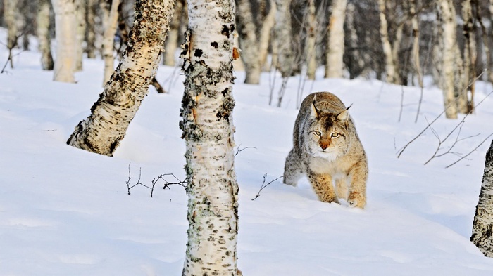 Lynx walking in a snowy forest