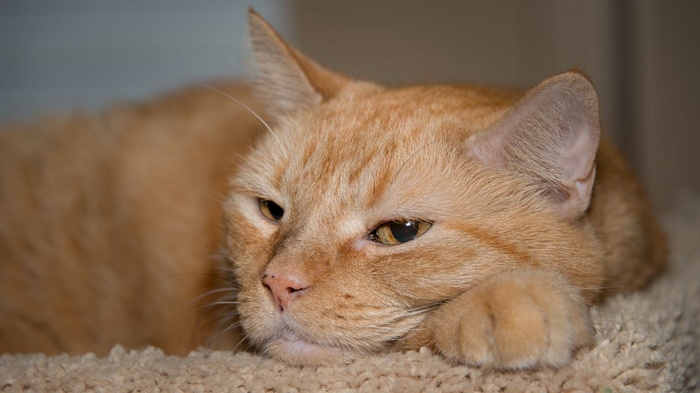 Orange tabby cat resting on a textured surface