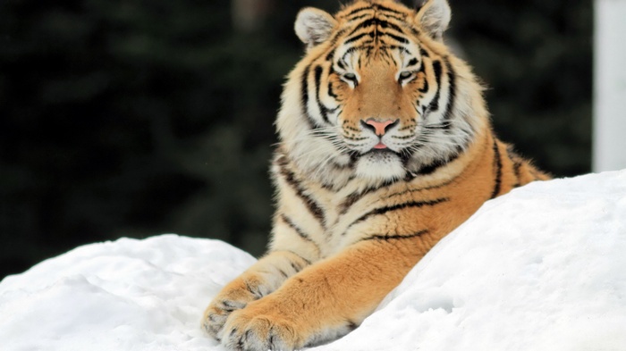 Tiger lying in the snow