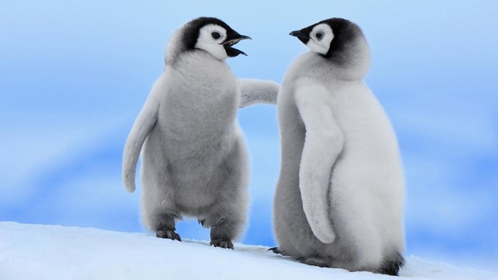 Two Adorable Penguin Chicks in Snowy Landscape