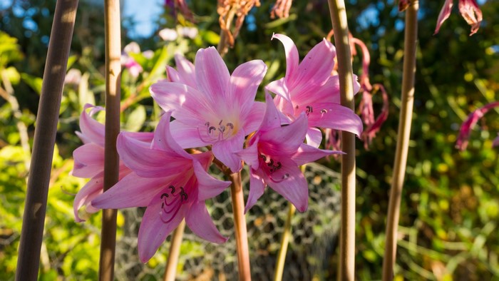 Pink lilies in a garden with bamboo stakes