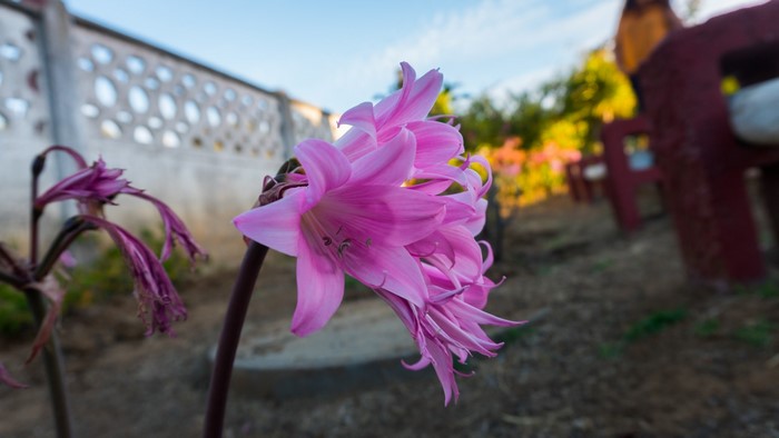 Pink lilies in a garden with a decorative fence