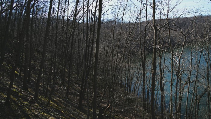 Bare trees on a hill overlooking a lake